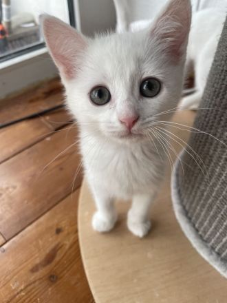 3 kleine BKH - Russischblau Kitten suchen noch ihr zu Hause