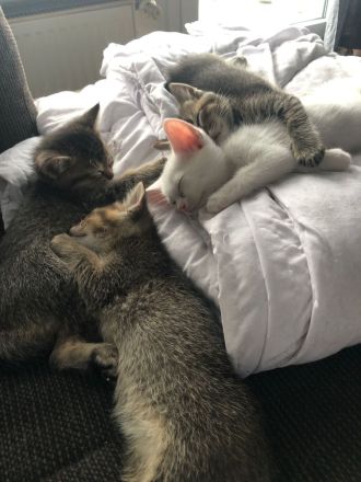 3 kleine BKH - Russischblau Kitten suchen noch ihr zu Hause