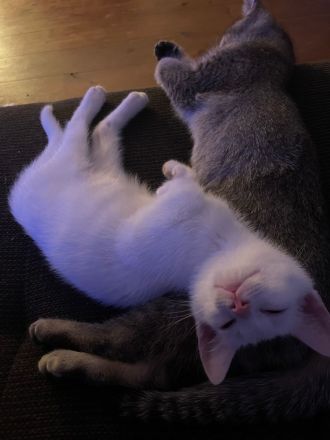 3 kleine BKH - Russischblau Kitten suchen noch ihr zu Hause