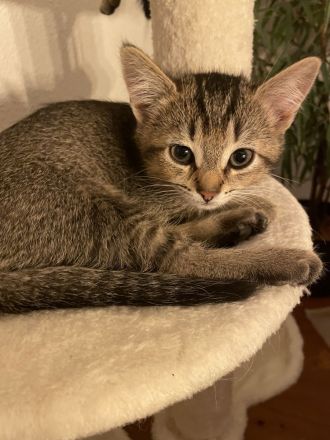 3 kleine BKH - Russischblau Kitten suchen noch ihr zu Hause