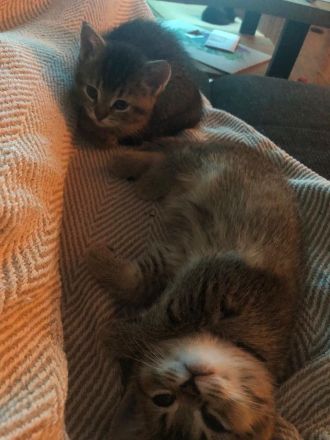 BKH - Russischblau Katze Cher sucht noch ihr zu Hause