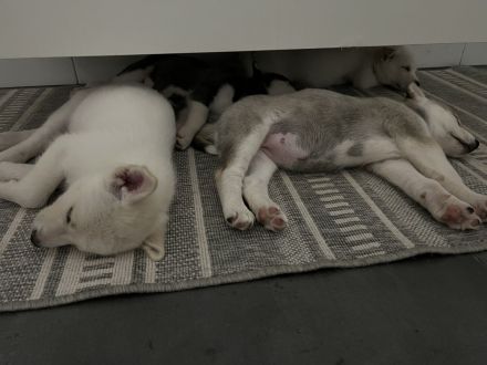 Siberian Huskys