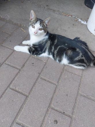 Katzenbaby Norwegischer Waldkatzenmix Katzenbabys