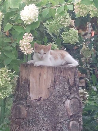 Katzenbaby Norwegischer Waldkatzenmix Katzenbabys