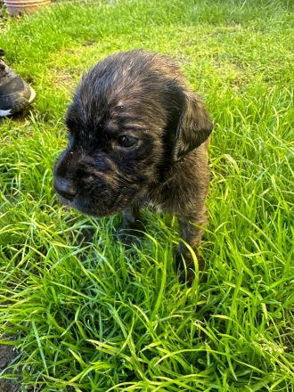 Deutsche Doggenmischlinge