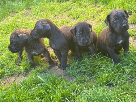 Deutsche Doggenmischlinge