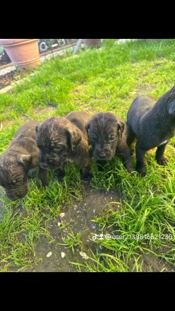 Deutsche Doggenmischlinge