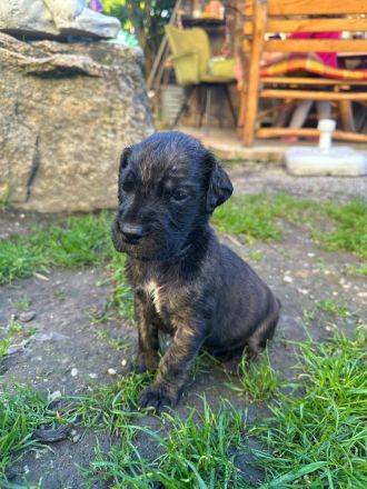 Deutsche Doggenmischlinge