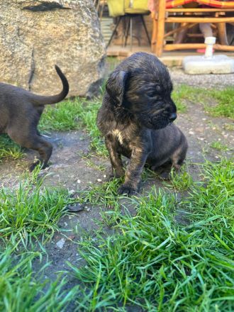 Deutsche Doggenmischlinge