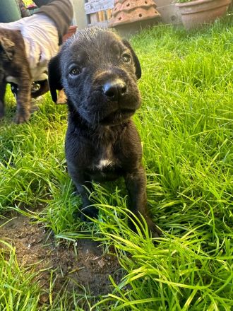 Deutsche Doggenmischlinge