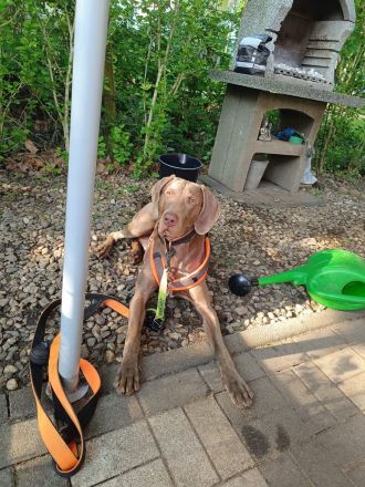 Weimaraner Welpen geboren am 27.6.23 in liebevolle Hände abzugeben