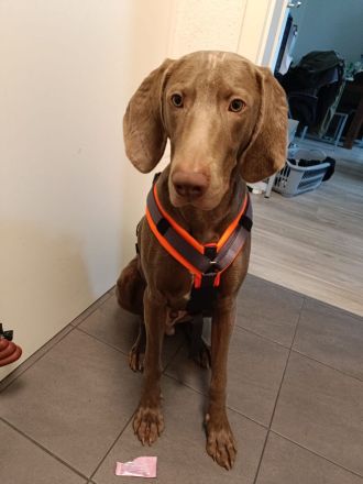 Weimaraner Welpen geboren am 27.6.23 in liebevolle Hände abzugeben