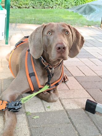 Weimaraner Welpen geboren am 27.6.23 in liebevolle Hände abzugeben
