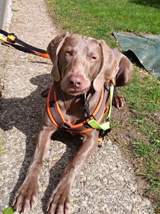 Weimaraner Welpen geboren am 27.6.23 in liebevolle Hände abzugeben