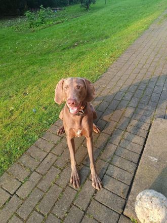 Weimaraner Welpen geboren am 27.6.23 in liebevolle Hände abzugeben