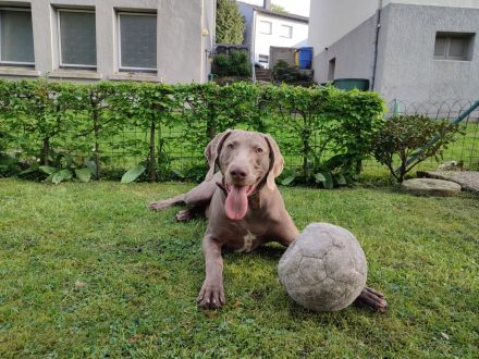 Weimaraner Welpen geboren am 27.6.23 in liebevolle Hände abzugeben