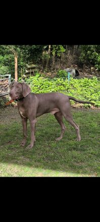 Weimaraner Welpen geboren am 27.6.23 in liebevolle Hände abzugeben