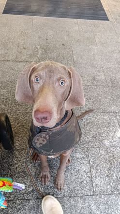 Weimaraner Welpen geboren am 27.6.23 in liebevolle Hände abzugeben