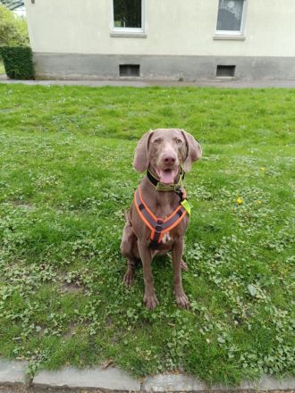Weimaraner Welpen geboren am 27.6.23 in liebevolle Hände abzugeben