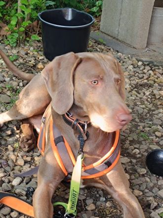 Weimaraner Welpen geboren am 27.6.23 in liebevolle Hände abzugeben