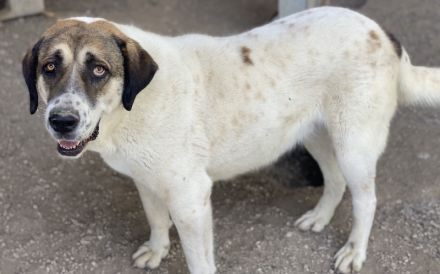 Elliot, geb. ca. 05/2022, lebt in GRIECHENLAND, im städt. Tierheim Serres