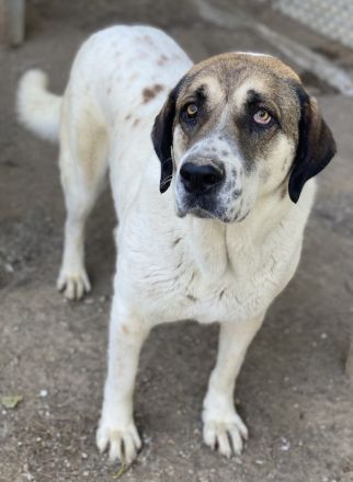 Elliot, geb. ca. 05/2022, lebt in GRIECHENLAND, im städt. Tierheim Serres