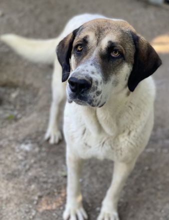 Elliot, geb. ca. 05/2022, lebt in GRIECHENLAND, im städt. Tierheim Serres