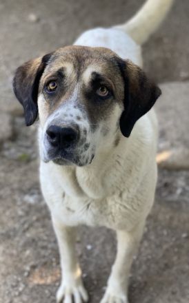 Elliot, geb. ca. 05/2022, lebt in GRIECHENLAND, im städt. Tierheim Serres