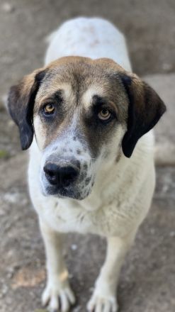 Elliot, geb. ca. 05/2022, lebt in GRIECHENLAND, im städt. Tierheim Serres