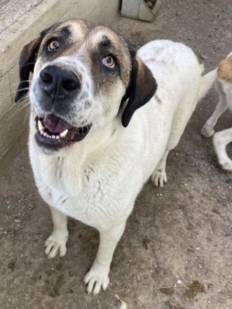 Elliot, geb. ca. 05/2022, lebt in GRIECHENLAND, im städt. Tierheim Serres