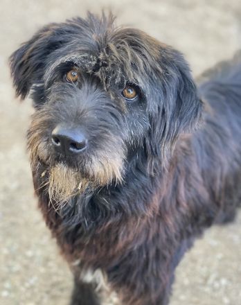 Novi, geb. ca. 05/2022, lebt in GRIECHENLAND, im städt. Tierheim Serres