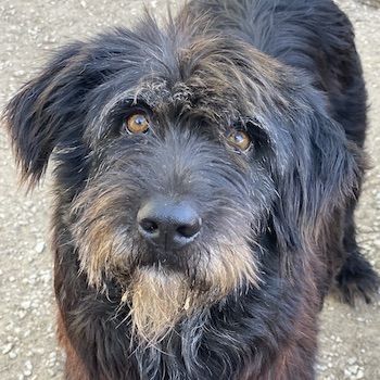 Novi, geb. ca. 05/2022, lebt in GRIECHENLAND, im städt. Tierheim Serres