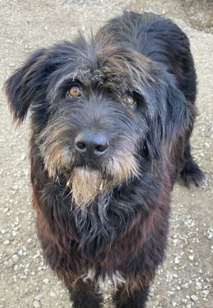 Novi, geb. ca. 05/2022, lebt in GRIECHENLAND, im städt. Tierheim Serres