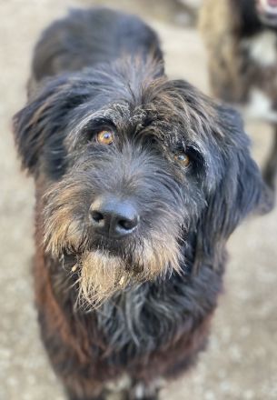 Novi, geb. ca. 05/2022, lebt in GRIECHENLAND, im städt. Tierheim Serres