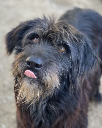 Novi, geb. ca. 05/2022, lebt in GRIECHENLAND, im städt. Tierheim Serres