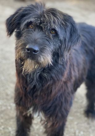 Novi, geb. ca. 05/2022, lebt in GRIECHENLAND, im städt. Tierheim Serres