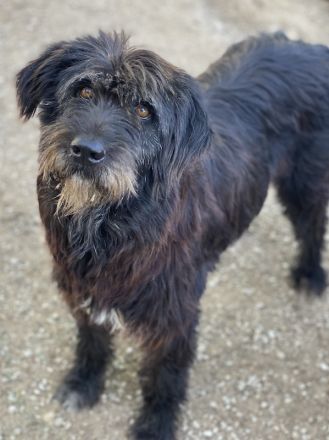 Novi, geb. ca. 05/2022, lebt in GRIECHENLAND, im städt. Tierheim Serres