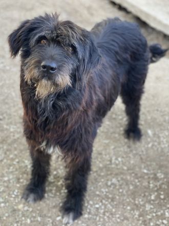 Novi, geb. ca. 05/2022, lebt in GRIECHENLAND, im städt. Tierheim Serres