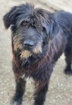 Novi, geb. ca. 05/2022, lebt in GRIECHENLAND, im städt. Tierheim Serres