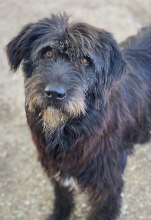 Novi, geb. ca. 05/2022, lebt in GRIECHENLAND, im städt. Tierheim Serres