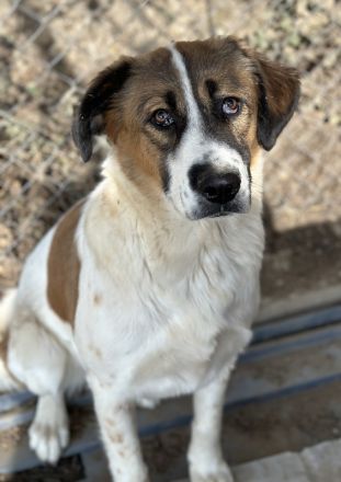 Fiva, geb. ca. 02/2024, lebt in GRIECHENLAND, im städt. Tierheim Serres