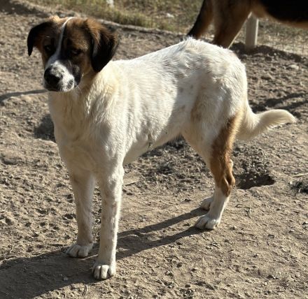 Fiva, geb. ca. 02/2024, lebt in GRIECHENLAND, im städt. Tierheim Serres