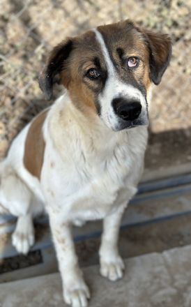 Fiva, geb. ca. 02/2024, lebt in GRIECHENLAND, im städt. Tierheim Serres