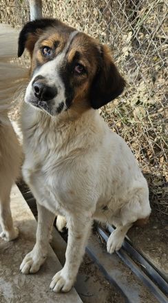 Fiva, geb. ca. 02/2024, lebt in GRIECHENLAND, im städt. Tierheim Serres