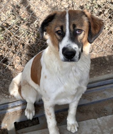 Fiva, geb. ca. 02/2024, lebt in GRIECHENLAND, im städt. Tierheim Serres