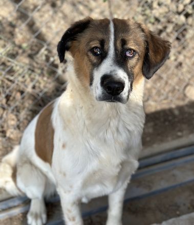 Fiva, geb. ca. 02/2024, lebt in GRIECHENLAND, im städt. Tierheim Serres