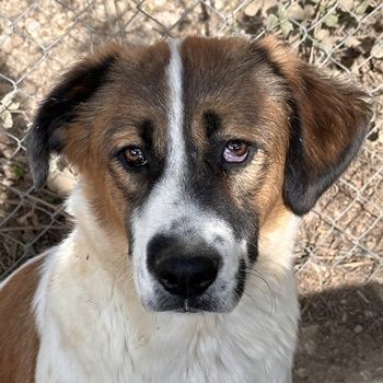 Fiva, geb. ca. 02/2024, lebt in GRIECHENLAND, im städt. Tierheim Serres