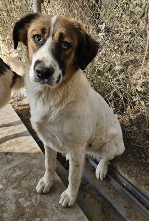 Fiva, geb. ca. 02/2024, lebt in GRIECHENLAND, im städt. Tierheim Serres