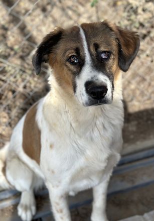 Fiva, geb. ca. 02/2024, lebt in GRIECHENLAND, im städt. Tierheim Serres