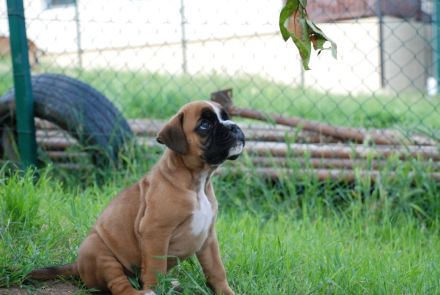 Zwei Boxerwelpen suchen ihre Familie